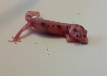 Red Eyed Enigma hatchling 2013