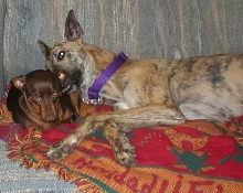 wylie laying on Mocha