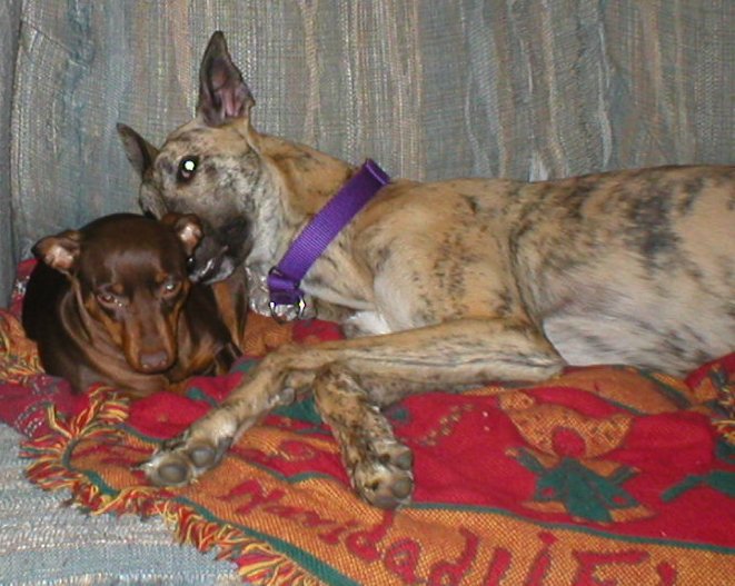 wylie laying on Mocha
