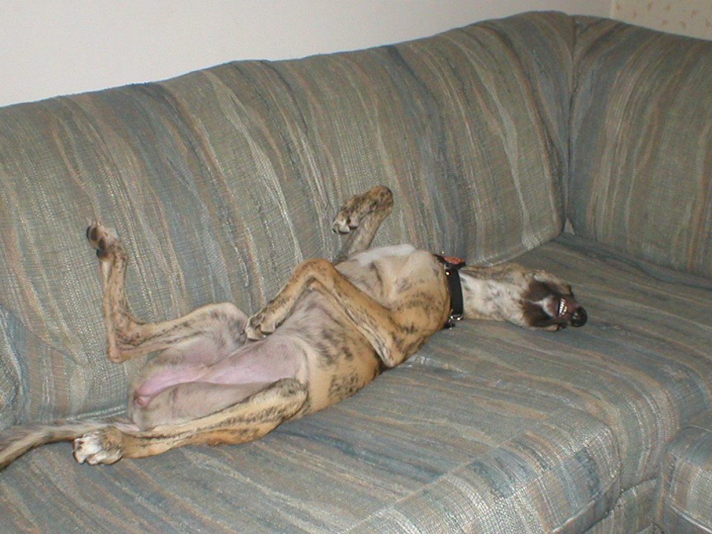 Wylie sleepin