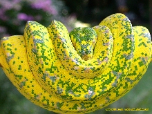 High yellow adult female (Snowflake x Sorong offspring)