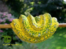 High yellow adult female (Snowflake x Sorong offspring)