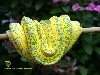 High yellow adult female (Snowflake x Sorong offspring)