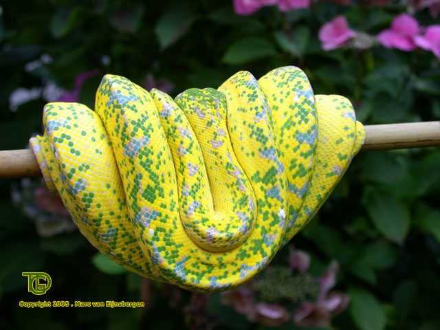 High yellow adult female (Snowflake x Sorong offspring)