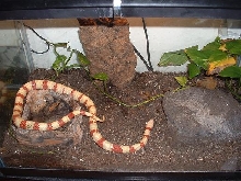 Albino Ruthveni