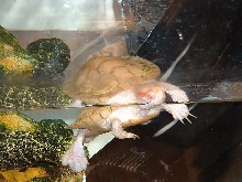 Albino RES