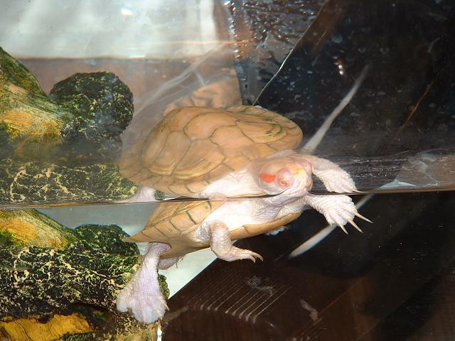Albino RES