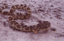 Northern Pinesnake