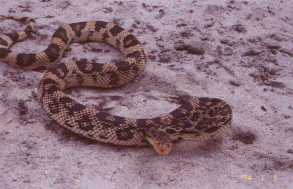 Northern Pinesnake