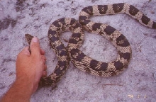 Northern Pinesnake