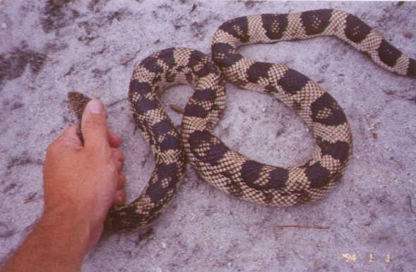 Northern Pinesnake