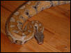Sumatran Blood