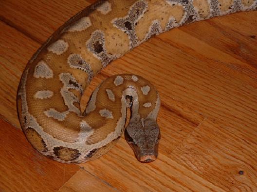Sumatran Blood