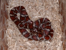 WC Eastern Milk