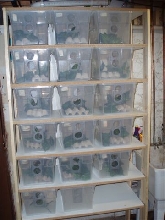 Crested Gecko Subadult Rack
