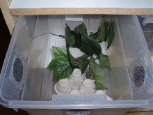 Crested Gecko Subadult Rack- Inside