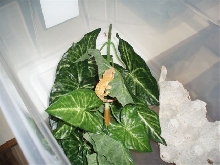 Crested Gecko Subadult Rack- Enjoying Home
