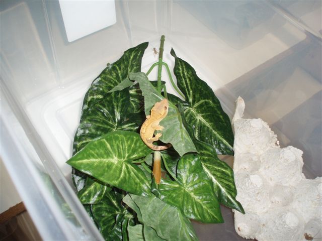 Crested Gecko Subadult Rack- Enjoying Home