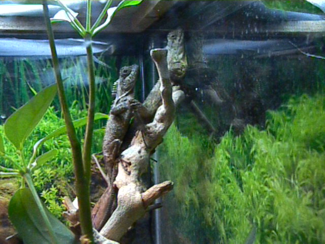 MHD In Cage 1