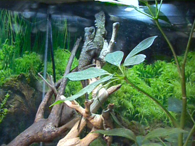 MHD In Cage 2