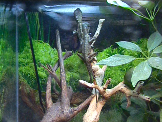 MHD In Cage 3