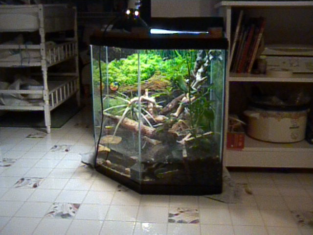 MHD Cage