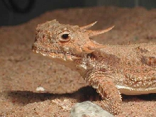 Flat-tailed Horned Lizard