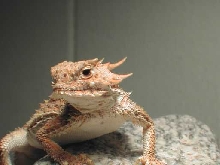 Flat-tailed Horned Lizard