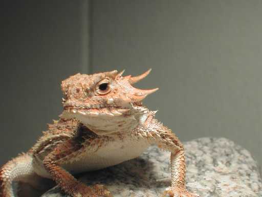 Flat-tailed Horned Lizard