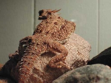 Flat Tailed Horned Lizard