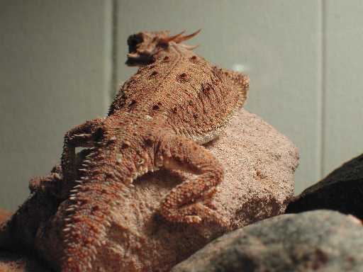Flat Tailed Horned Lizard
