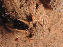 Flat Tailed Horned Lizard