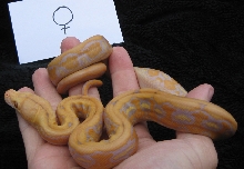 Lavender tiger female