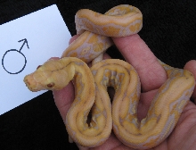 Lavender tiger male