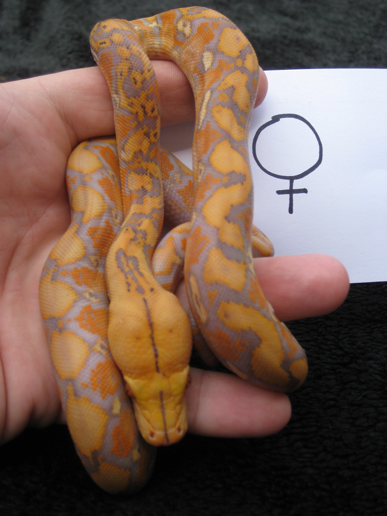 Purple female
