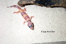 Albino