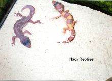 Blizzard Lizard & Albino