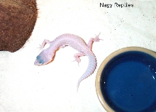 Blizzard Lizard 2