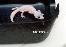Blizzard Lizard