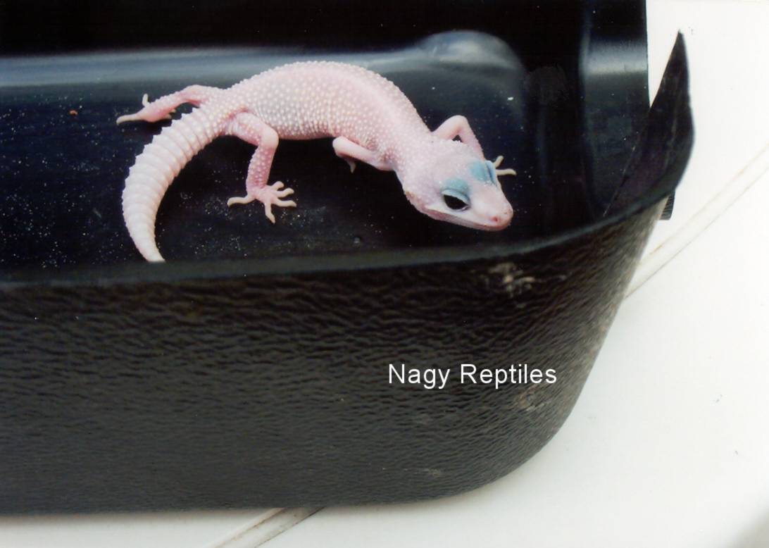 Blizzard Lizard