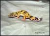 Leo Male
