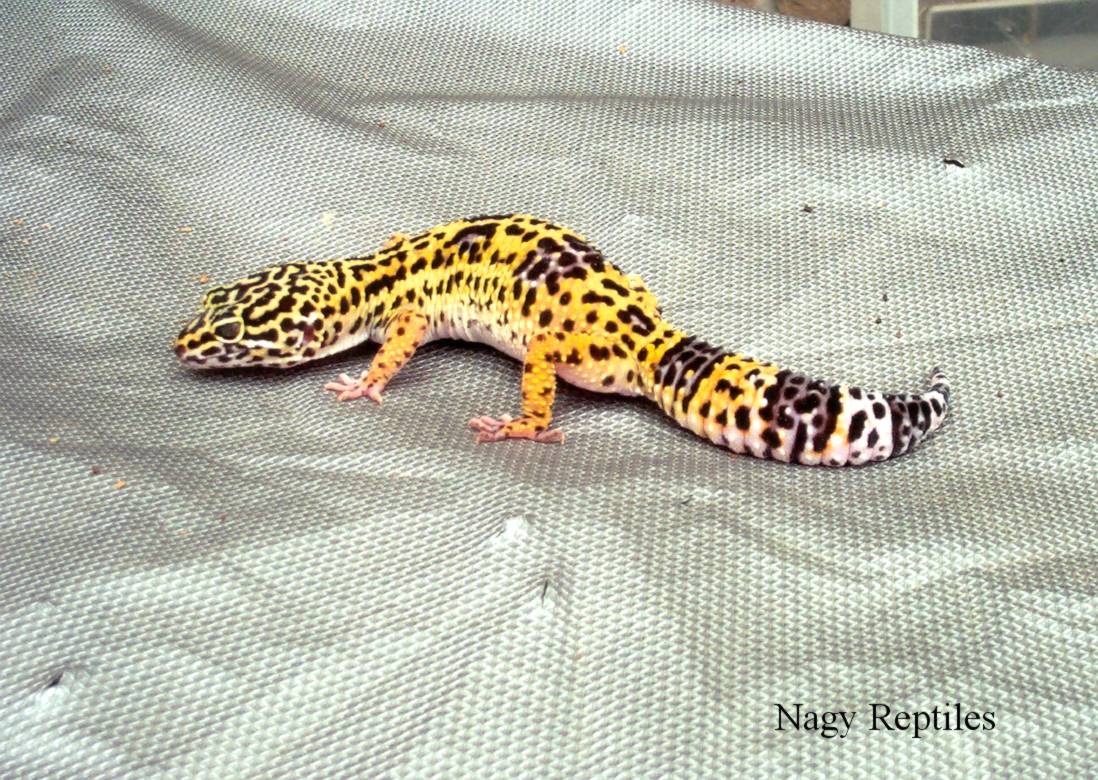 Leo Male