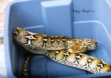 Tic Female 3
