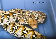 Tic Female 2