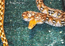 Tic Female