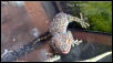 Tokay 2