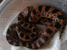 female red het for red albino hatchling