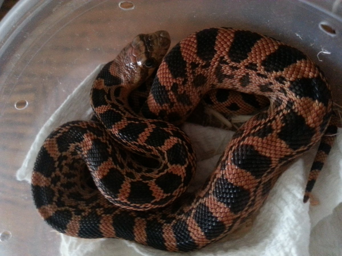 female red het for red albino hatchling