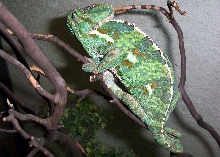 Female Veiled Chameleon