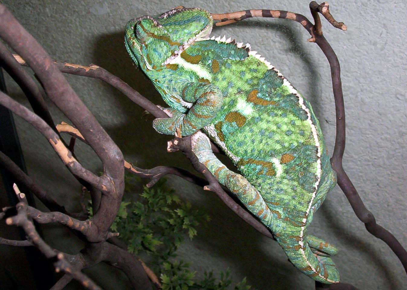 Female Veiled Chameleon
